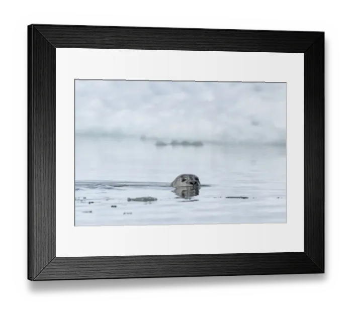 Framed Print : Common Seal (Phoca vitulina) adult, swimming near ice, Westfjords, Iceland, July Framed Print : Common Seal (Phoca vitulina) adult, swimming near ice, Westfjords, Iceland, July