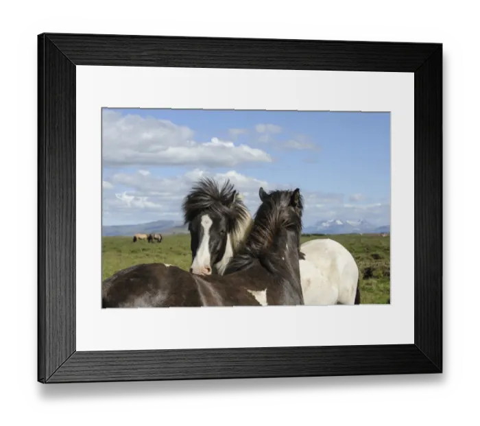 Framed Print : Horse, Icelandic Pony, two adults, close-up of heads, mutual grooming, Iceland, July Framed Print : Horse, Icelandic Pony, two adults, close-up of heads, mutual grooming, Iceland, July
