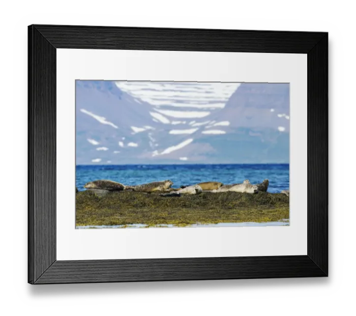 Framed Print : Common Seal (Phoca vitulina) adults, group resting on seaweed covered rocks, Westfjords, Iceland, July Framed Print : Common Seal (Phoca vitulina) adults, group resting on seaweed covered rocks, Westfjords, Iceland, July