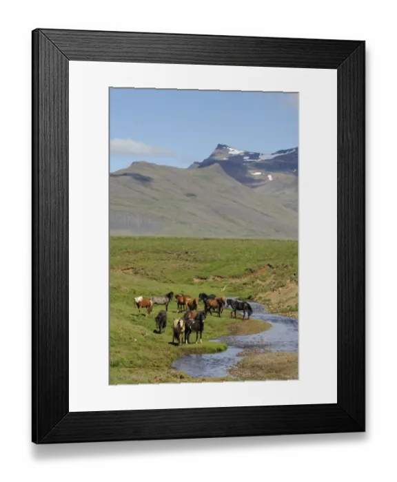Framed Print : Horse, Icelandic Pony, adults, herd standing beside stream on tundra, Iceland, July Framed Print : Horse, Icelandic Pony, adults, herd standing beside stream on tundra, Iceland, July