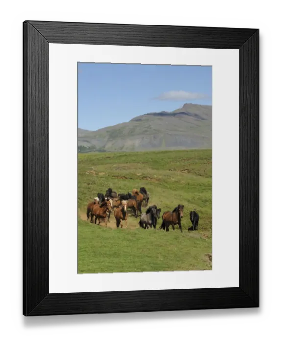Framed Print : Horse, Icelandic Pony, adults, herd trotting on tundra, Iceland, July Framed Print : Horse, Icelandic Pony, adults, herd trotting on tundra, Iceland, July