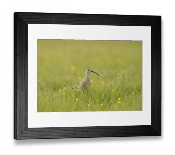 Framed Print : Whimbrel (Numenius phaeopus) adult, standing amongst grass, Iceland, July Framed Print : Whimbrel (Numenius phaeopus) adult, standing amongst grass, Iceland, July