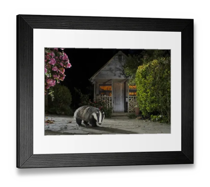 Framed Print : Eurasian Badger (Meles meles) adult, feeding on scraps in urban garden at night, Kent, England, May Framed Print : Eurasian Badger (Meles meles) adult, feeding on scraps in urban garden at night, Kent, England, May