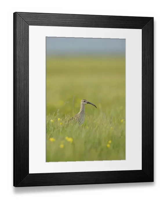 Framed Print : Whimbrel (Numenius phaeopus) adult, standing amongst grass, Iceland, July Framed Print : Whimbrel (Numenius phaeopus) adult, standing amongst grass, Iceland, July