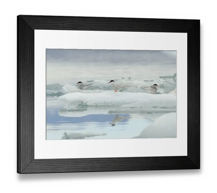 Framed Print : Arctic Tern (Sterna paradisea) three adults, breeding plumage, standing on glacial ice in lake, Jokulsarlon Lagoon Framed Print : Arctic Tern (Sterna paradisea) three adults, breeding plumage, standing on glacial ice in lake, Jokulsarlon Lagoon