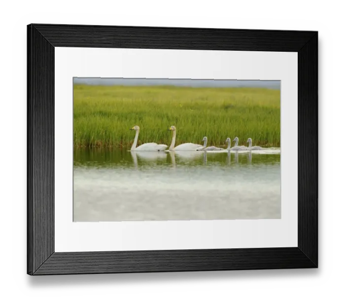Framed Print : Whooper Swan (Cygnus cygnus) adult pair and cygnets, swimming on lake, Iceland, July Framed Print : Whooper Swan (Cygnus cygnus) adult pair and cygnets, swimming on lake, Iceland, July