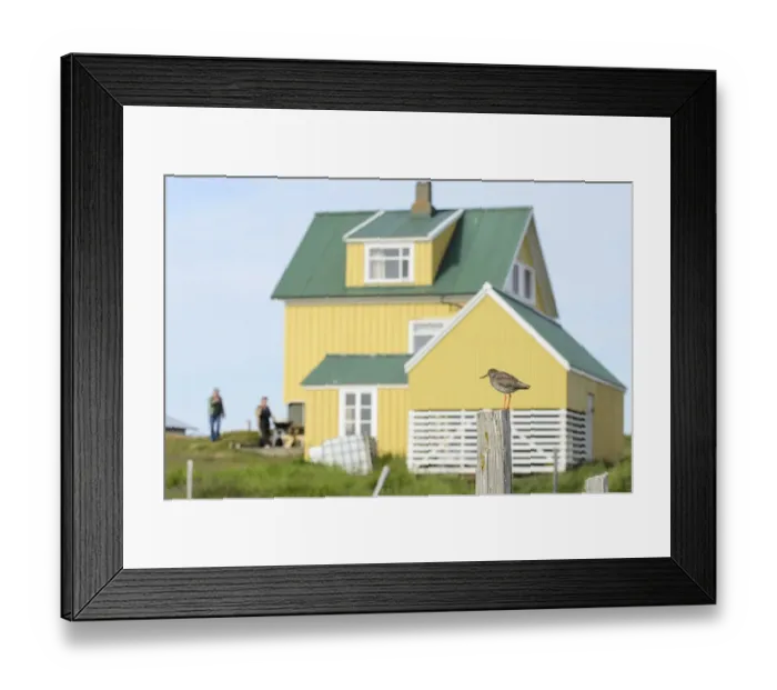 Framed Print : Common Redshank (Tringa totanus) adult, breeding plumage, standing on post near house, Flatey Island, Iceland, July Framed Print : Common Redshank (Tringa totanus) adult, breeding plumage, standing on post near house, Flatey Island, Iceland, July