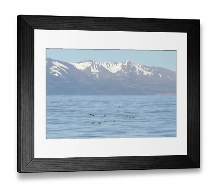 Framed Print : Atlantic Puffin (Fratercula arctica) adults, breeding plumage, flock swimming at sea, Skjalfandi Bay, Iceland, July Framed Print : Atlantic Puffin (Fratercula arctica) adults, breeding plumage, flock swimming at sea, Skjalfandi Bay, Iceland, July