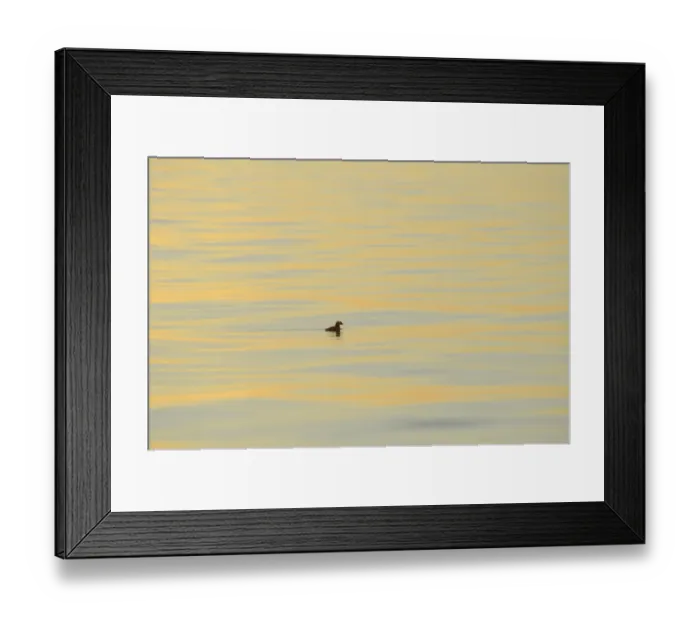 Framed Print : Atlantic Puffin (Fratercula arctica) adult, breeding plumage, swimming at dusk, Skjalfandi Bay, Iceland, July