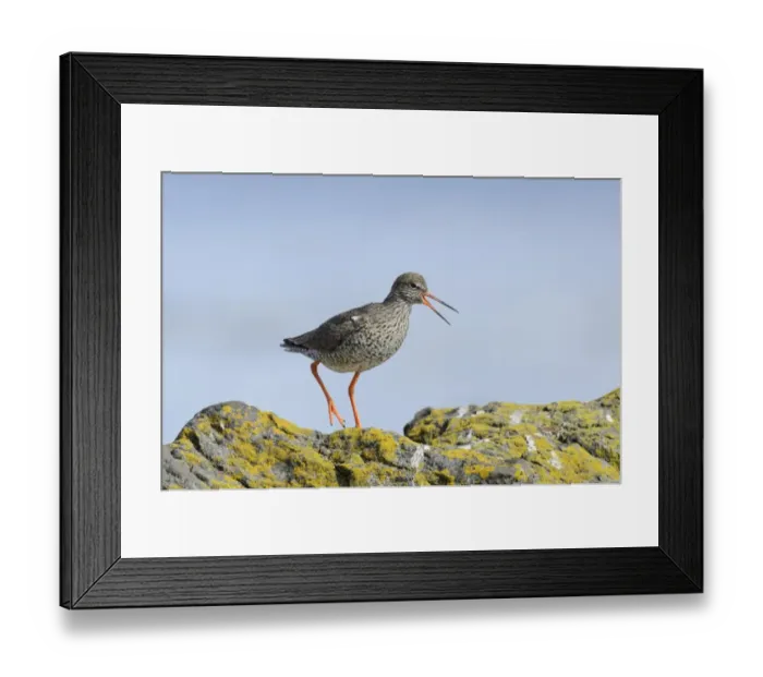 Framed Print : Common Redshank (Tringa totanus) adult, breeding plumage, calling, walking on rocks, Flatey Island, Iceland, July Framed Print : Common Redshank (Tringa totanus) adult, breeding plumage, calling, walking on rocks, Flatey Island, Iceland, July