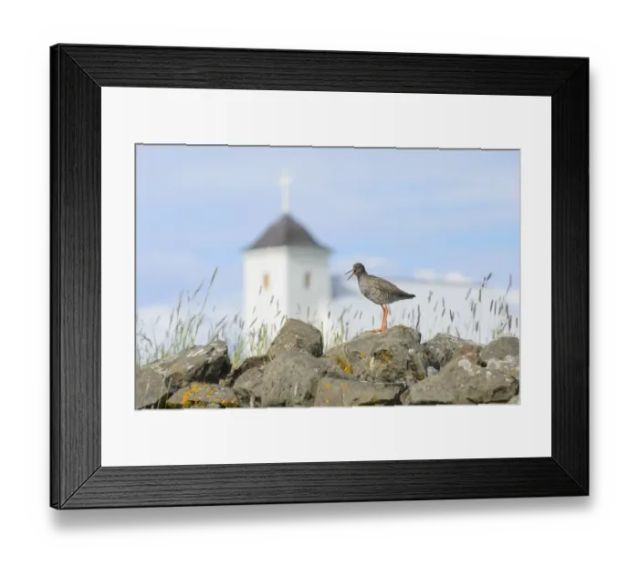 Framed Print : Common Redshank (Tringa totanus) adult, breeding plumage, calling, standing on rocks, with church in background Framed Print : Common Redshank (Tringa totanus) adult, breeding plumage, calling, standing on rocks, with church in background