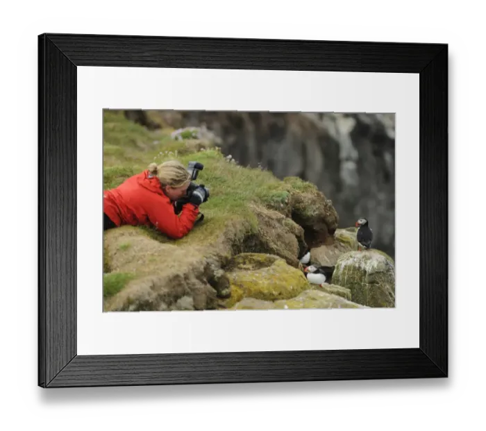 Framed Print : Atlantic Puffin (Fratercula arctica) two adults, breeding plumage, standing on clifftop with photographer, Latrabjarg Framed Print : Atlantic Puffin (Fratercula arctica) two adults, breeding plumage, standing on clifftop with photographer, Latrabjarg