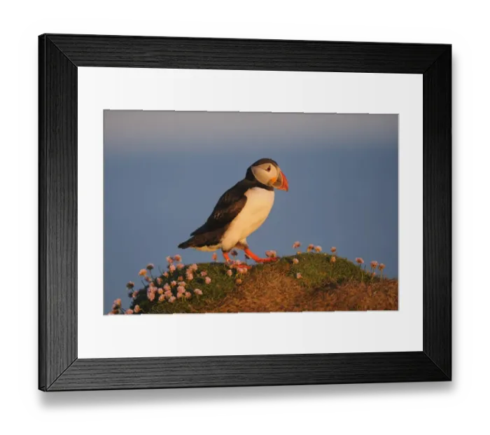 Framed Print : Atlantic Puffin (Fratercula arctica) adult, breeding plumage, standing on clifftop, Latrabjarg, Iceland, July Framed Print : Atlantic Puffin (Fratercula arctica) adult, breeding plumage, standing on clifftop, Latrabjarg, Iceland, July