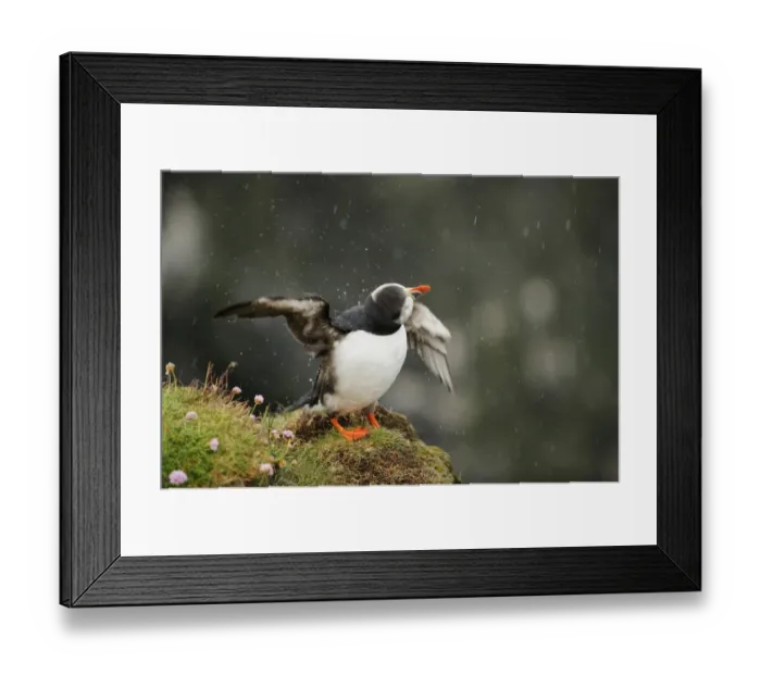 Framed Print : Atlantic Puffin (Fratercula arctica) adult, breeding plumage, shaking head and flapping wings Framed Print : Atlantic Puffin (Fratercula arctica) adult, breeding plumage, shaking head and flapping wings
