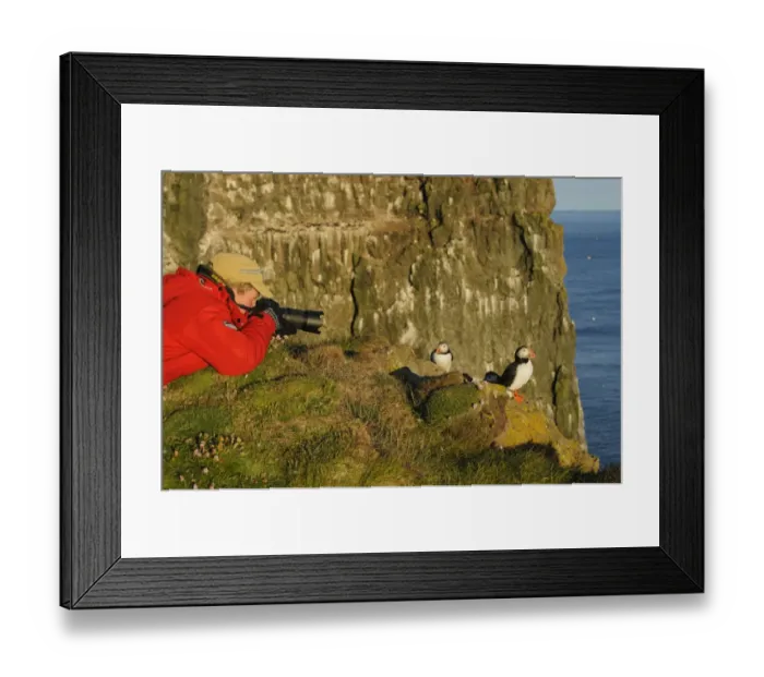 Framed Print : Atlantic Puffin (Fratercula arctica) three adults, breeding plumage, standing on clifftop with photographer