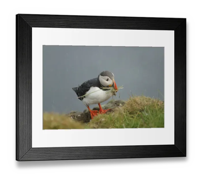 Framed Print : Atlantic Puffin (Fratercula arctica) adult, breeding plumage, collecting nesting material during rainfall, Latrabjarg