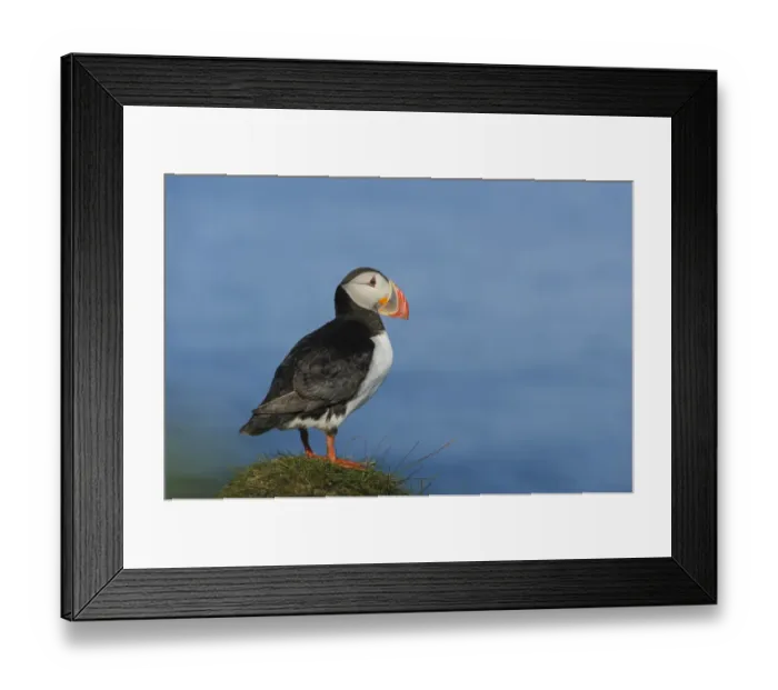 Framed Print : Atlantic Puffin (Fratercula arctica) adult, breeding plumage, standing on clifftop, Latrabjarg, Iceland, July