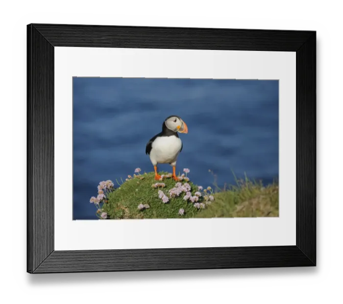 Framed Print : Atlantic Puffin (Fratercula arctica) adult, breeding plumage, standing on clifftop, Latrabjarg, Iceland, July Framed Print : Atlantic Puffin (Fratercula arctica) adult, breeding plumage, standing on clifftop, Latrabjarg, Iceland, July