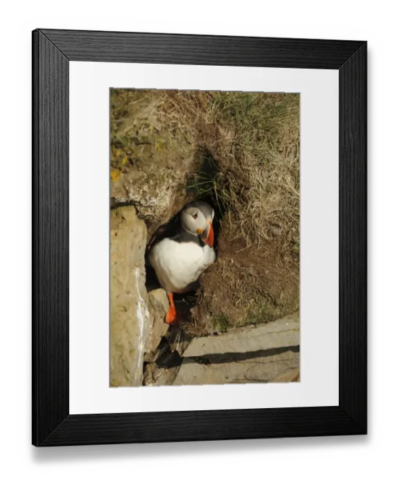 Framed Print : Atlantic Puffin (Fratercula arctica) adult, breeding plumage, emerging from nesting burrow, Latrabjarg, Iceland, July