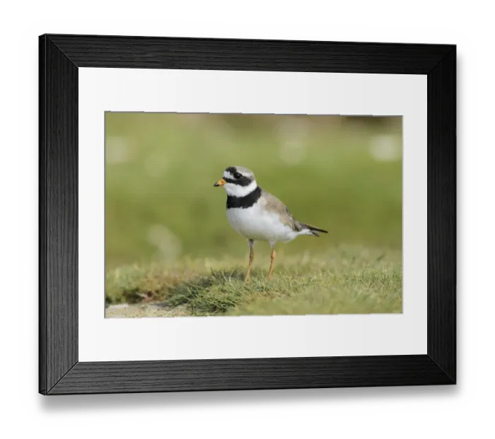 Framed Print : Common Ringed Plover (Charadrius hiaticula) adult, breeding plumage, standing on grass, Flatey Island, Iceland, July Framed Print : Common Ringed Plover (Charadrius hiaticula) adult, breeding plumage, standing on grass, Flatey Island, Iceland, July
