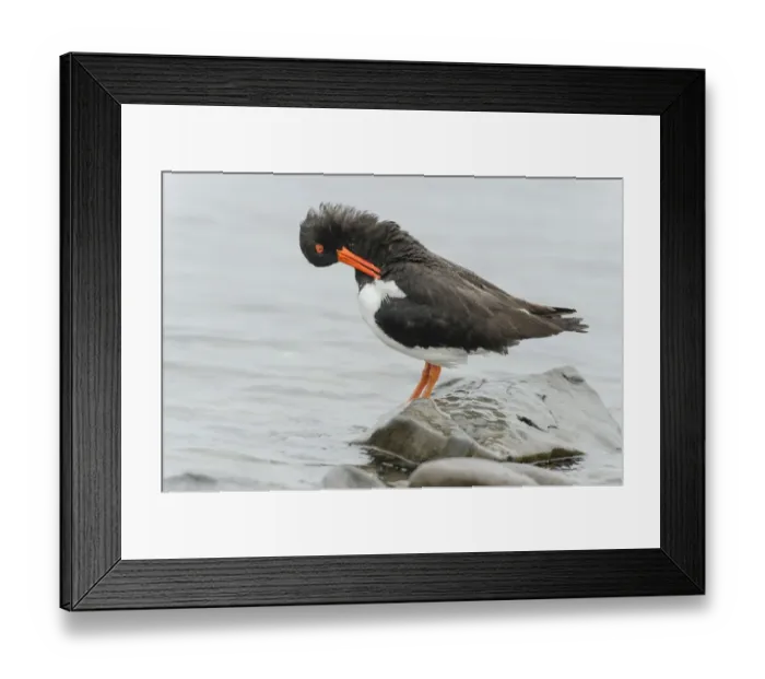 Framed Print : Eurasian Oystercatcher (Haematopus ostralegus) adult, breeding plumage, preening Framed Print : Eurasian Oystercatcher (Haematopus ostralegus) adult, breeding plumage, preening
