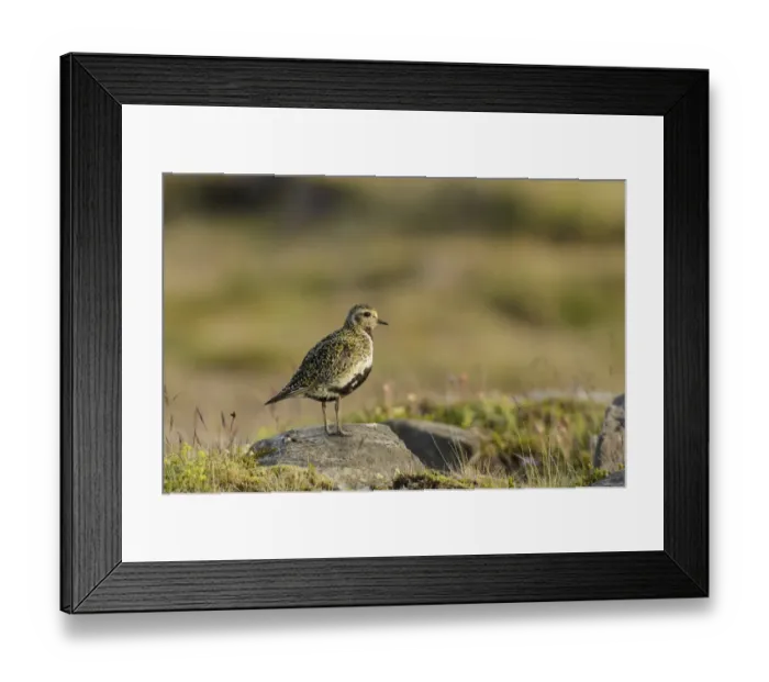 Framed Print : Eurasian Golden Plover (Pluvialis apricaria) adult female, breeding plumage, standing on rock, Snaefellsnes Peninsula Framed Print : Eurasian Golden Plover (Pluvialis apricaria) adult female, breeding plumage, standing on rock, Snaefellsnes Peninsula