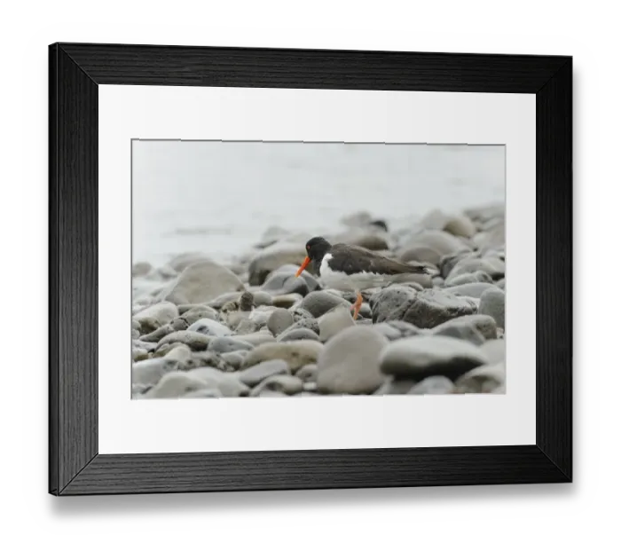 Framed Print : Eurasian Oystercatcher (Haematopus ostralegus) adult, breeding plumage, and chick Framed Print : Eurasian Oystercatcher (Haematopus ostralegus) adult, breeding plumage, and chick