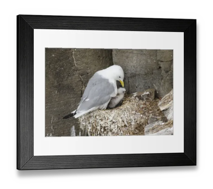 Framed Print : Black-legged Kittiwake (Rissa tridactyla) adult, breeding plumage, with chick at nest, Latrabjarg, Iceland, July