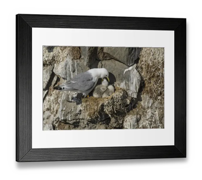 Framed Print : Black-legged Kittiwake (Rissa tridactyla) adult, breeding plumage, regurgitating food for chicks at nest, Latrabjarg Framed Print : Black-legged Kittiwake (Rissa tridactyla) adult, breeding plumage, regurgitating food for chicks at nest, Latrabjarg
