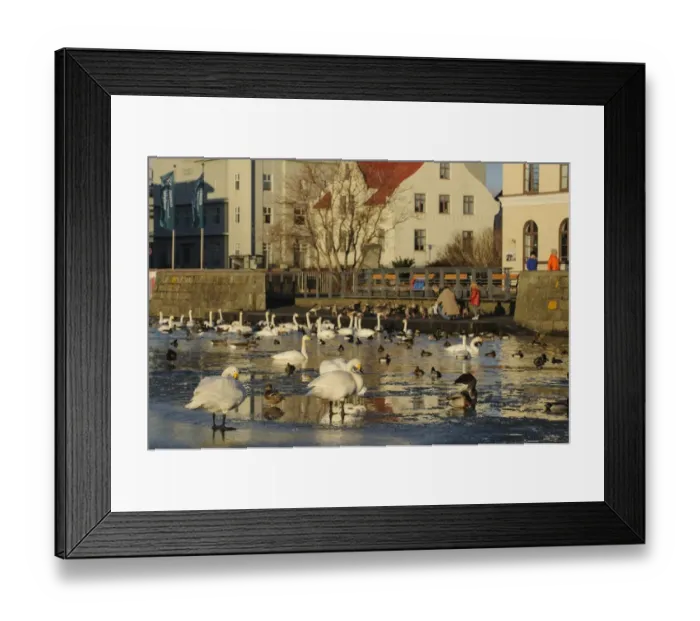 Framed Print : Whooper Swan (Cygnus cygnus), Mallard Duck (Anas platyrhynchos) and Greylag Goose (Anser anser) mixed flock Framed Print : Whooper Swan (Cygnus cygnus), Mallard Duck (Anas platyrhynchos) and Greylag Goose (Anser anser) mixed flock