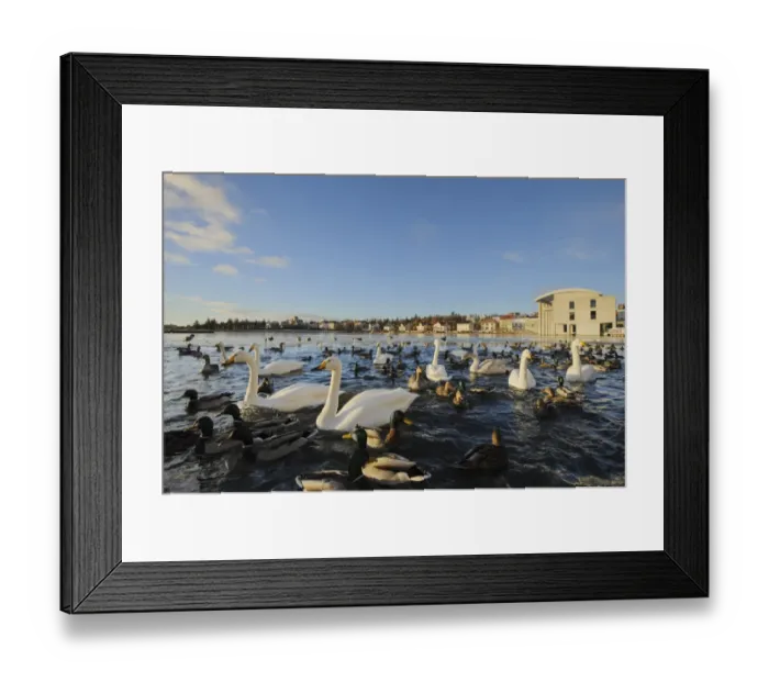 Framed Print : Whooper Swan (Cygnus cygnus), Mallard Duck (Anas platyrhynchos) and Greylag Goose (Anser anser) mixed flock Framed Print : Whooper Swan (Cygnus cygnus), Mallard Duck (Anas platyrhynchos) and Greylag Goose (Anser anser) mixed flock