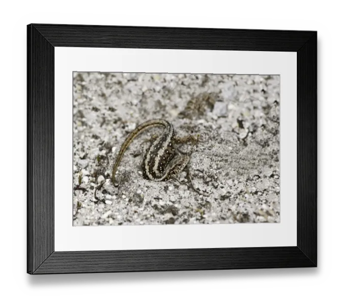 Framed Print : Sand Lizard (Lacerta agilis) Dorset race, adult female, emerging from nesting tunnel, Arne, Dorset, England, June