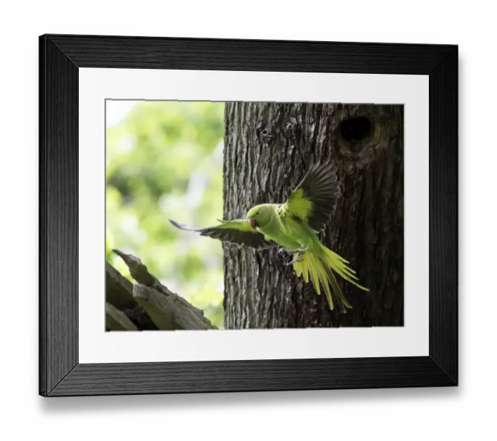 Framed Print : Rose-ringed Parakeet (Psittacula krameri) introduced species, adult female, in flight, leaving nesthole in tree trunk Framed Print : Rose-ringed Parakeet (Psittacula krameri) introduced species, adult female, in flight, leaving nesthole in tree trunk