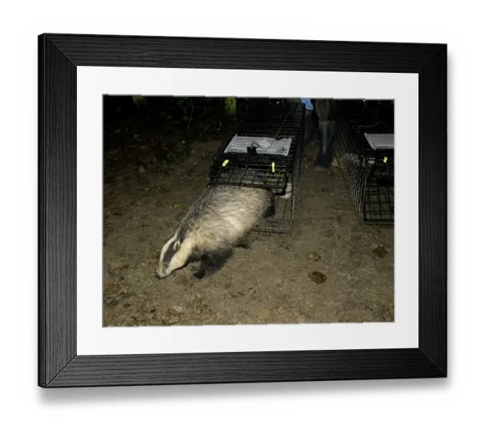 Framed Print : Eurasian Badger (Meles meles) bovine tuberculosis vaccination project, vaccinated adult Framed Print : Eurasian Badger (Meles meles) bovine tuberculosis vaccination project, vaccinated adult