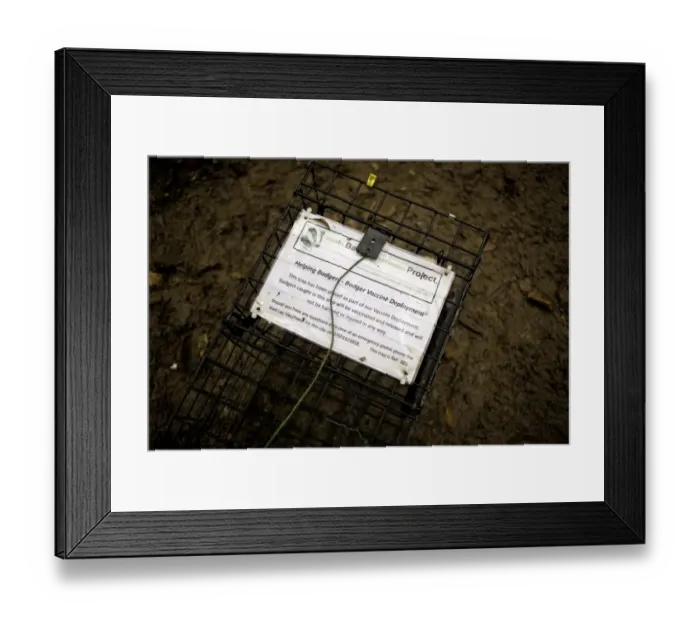 Framed Print : Eurasian Badger (Meles meles) bovine tuberculosis vaccination project, explanation placard on live trap at night