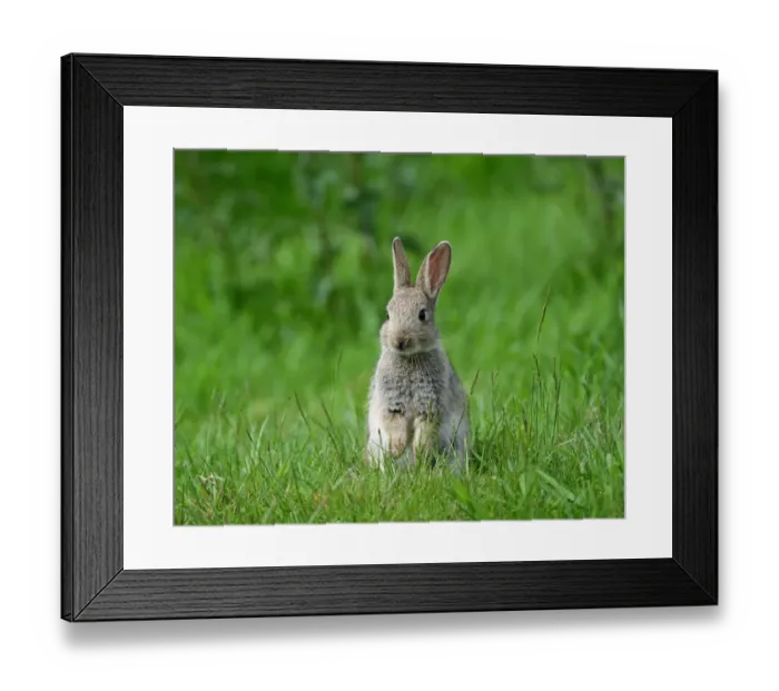 Framed Print : European Rabbit (Oryctolagus cuniculus) young, sitting on grass, Sussex, England, May
