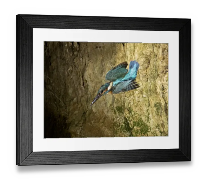 Framed Print : Common Kingfisher (Alcedo atthis) adult male, in flight, with fish scales on beak, leaving nesthole in bank, Sussex Framed Print : Common Kingfisher (Alcedo atthis) adult male, in flight, with fish scales on beak, leaving nesthole in bank, Sussex