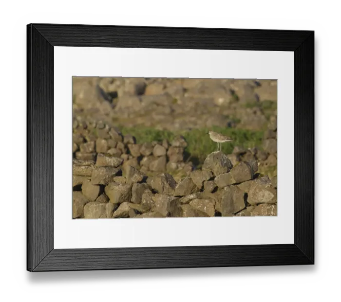 Framed Print : Whimbrel (Numenius phaeopus) adult, standing on stone wall in evening sunlight, Reykjanes, Reykjanesskagi, Iceland Framed Print : Whimbrel (Numenius phaeopus) adult, standing on stone wall in evening sunlight, Reykjanes, Reykjanesskagi, Iceland