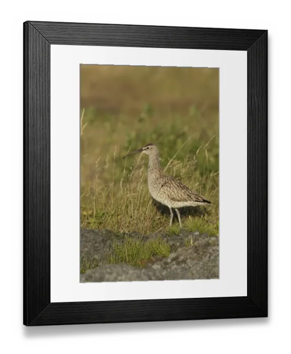 Framed Print : Whimbrel (Numenius phaeopus) adult, standing on volcanic rocks in evening sunlight, Reykjanes, Reykjanesskagi, Iceland Framed Print : Whimbrel (Numenius phaeopus) adult, standing on volcanic rocks in evening sunlight, Reykjanes, Reykjanesskagi, Iceland