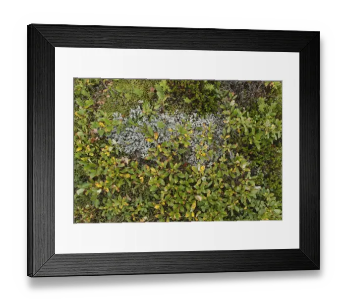 Framed Print : Northern Bilberry (Vaccinium uliginosum) growing amongst moss, Iceland, August Framed Print : Northern Bilberry (Vaccinium uliginosum) growing amongst moss, Iceland, August