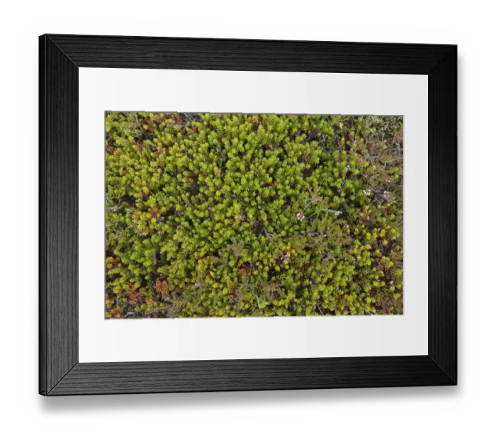 Framed Print : Crowberry (Empetrum nigrum) in fruit, Iceland, August Framed Print : Crowberry (Empetrum nigrum) in fruit, Iceland, August