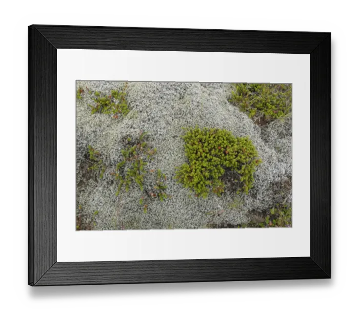 Framed Print : Crowberry (Empetrum nigrum) growing amongst moss, Iceland, August Framed Print : Crowberry (Empetrum nigrum) growing amongst moss, Iceland, August