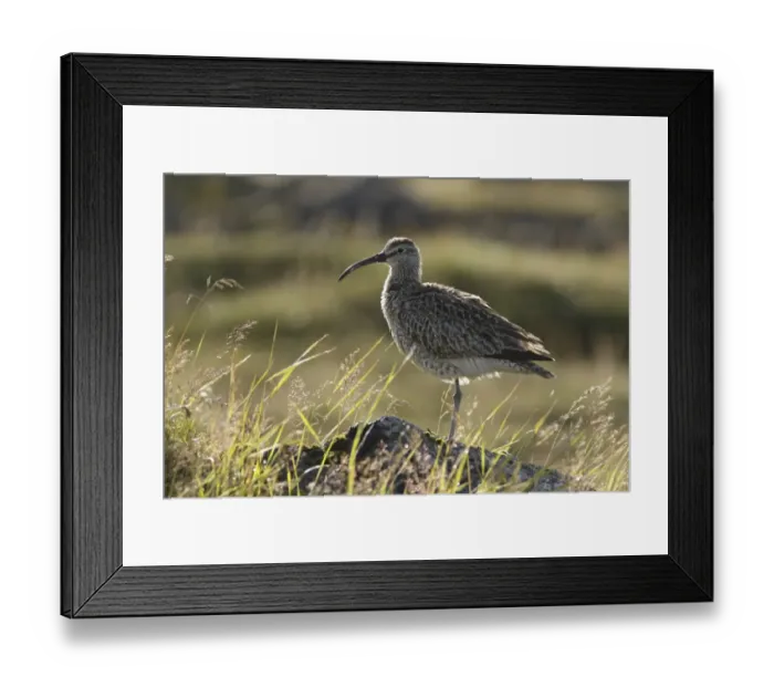 Framed Print : Whimbrel (Numenius phaeopus) adult, standing on rock amongst grass, Reykjanes, Reykjanesskagi, Iceland, August Framed Print : Whimbrel (Numenius phaeopus) adult, standing on rock amongst grass, Reykjanes, Reykjanesskagi, Iceland, August