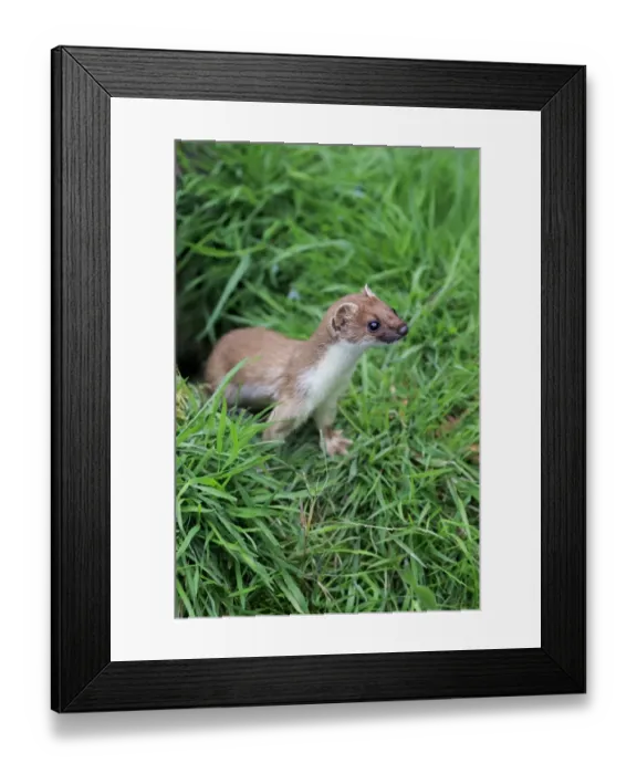 Framed Print : Stoat (Mustela erminea) adult, emerging from hole, Surrey, England, July (captive) Framed Print : Stoat (Mustela erminea) adult, emerging from hole, Surrey, England, July (captive)