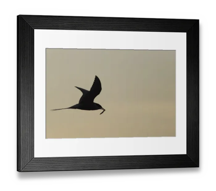 Framed Print : Arctic Tern (Sterna paradisea) adult, breeding plumage, in flight, with sand-eel in beak, silhouetted at dusk Framed Print : Arctic Tern (Sterna paradisea) adult, breeding plumage, in flight, with sand-eel in beak, silhouetted at dusk