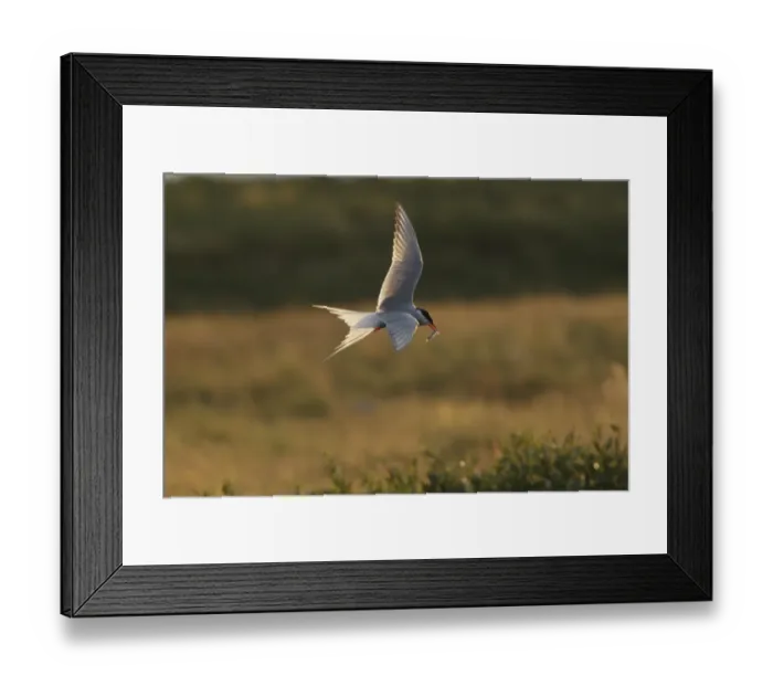 Framed Print : Arctic Tern (Sterna paradisea) adult, breeding plumage, in flight, with sand-eel in beak, backlit in evening sunlight Framed Print : Arctic Tern (Sterna paradisea) adult, breeding plumage, in flight, with sand-eel in beak, backlit in evening sunlight
