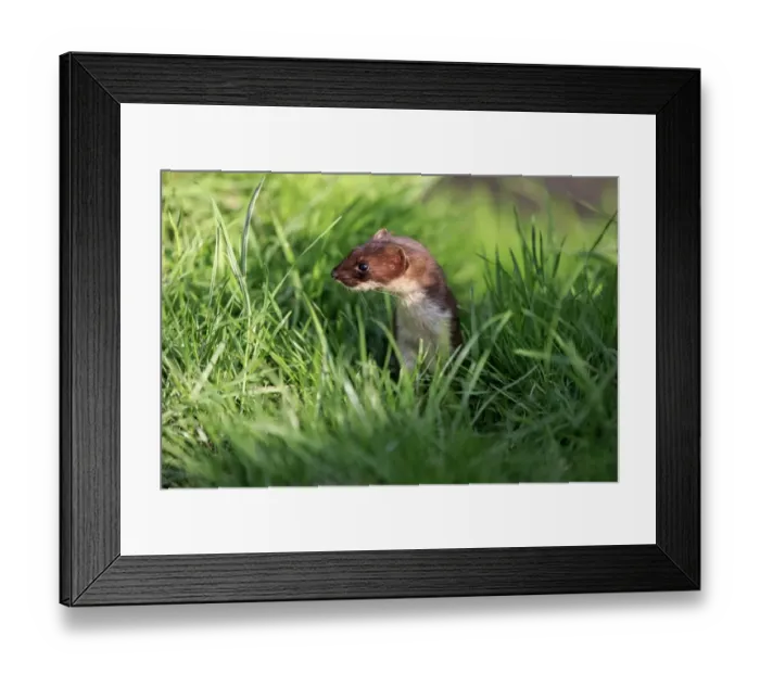 Framed Print : Stoat (Mustela erminea) adult, standing amongst grass, Surrey, England, July (captive)