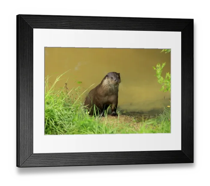 Framed Print : European Otter (Lutra lutra) adult, emerging from water, Surrey, England, July (captive) Framed Print : European Otter (Lutra lutra) adult, emerging from water, Surrey, England, July (captive)