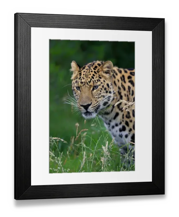 Framed Print : Amur Leopard (Panthera pardus orientalis) adult, close-up of head, July (captive) Framed Print : Amur Leopard (Panthera pardus orientalis) adult, close-up of head, July (captive)