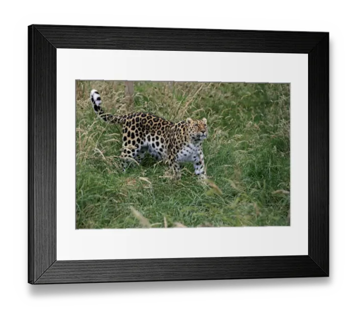 Framed Print : Amur Leopard (Panthera pardus orientalis) adult, walking in grass, July (captive) Framed Print : Amur Leopard (Panthera pardus orientalis) adult, walking in grass, July (captive)